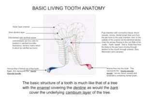basic-living-tooth-anatomy--img